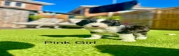 Sheepadoodle dogs for sale: Beautiful Black & White Sheepadoodles - Advert 16