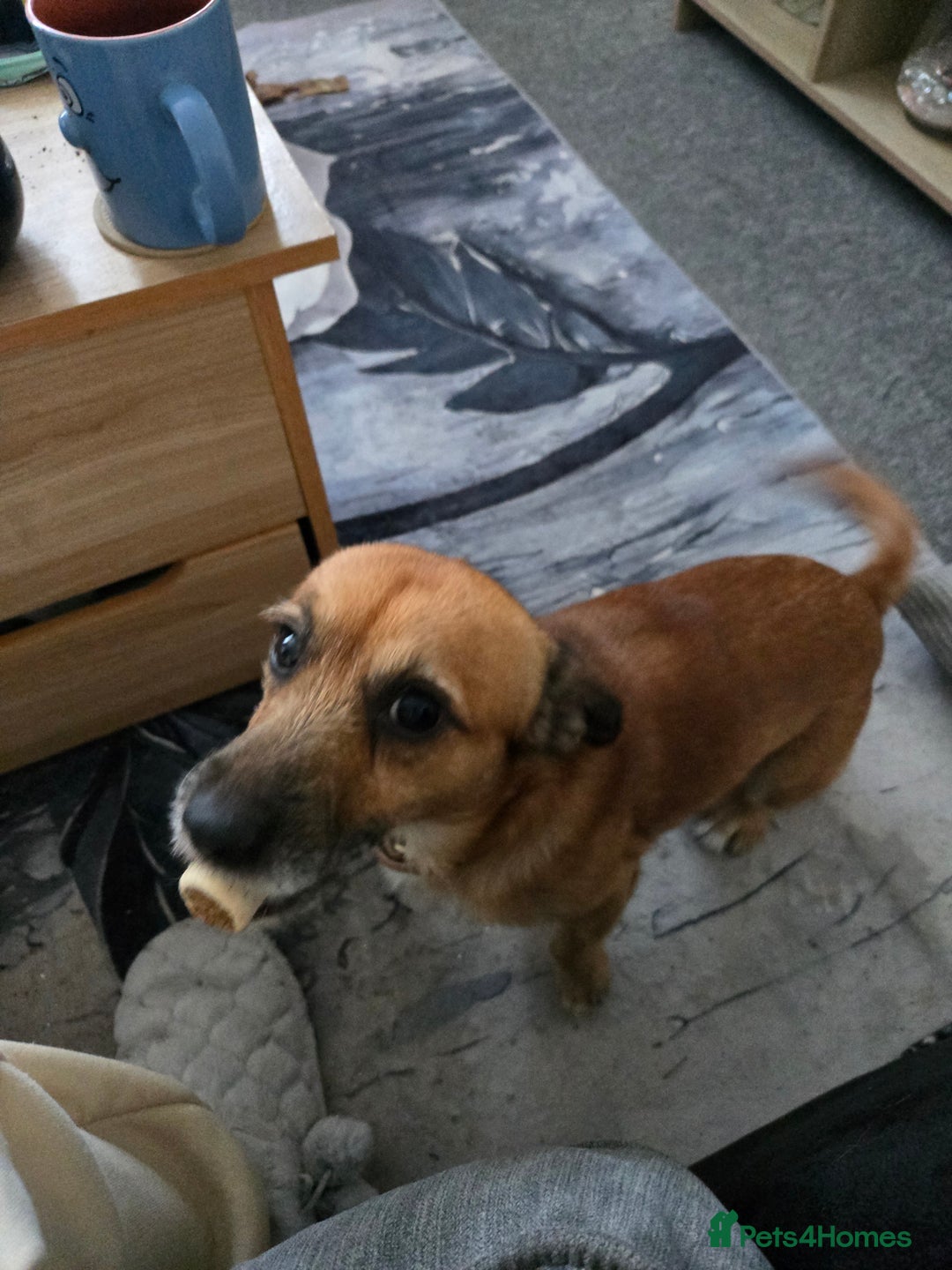 Jack Chi dogs for sale: Cooper - Advert 2