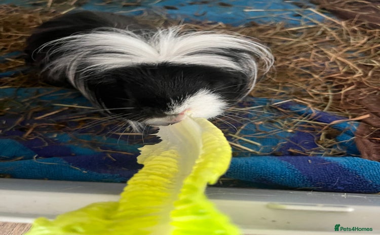 Guinea Pig rodents - Advert 3