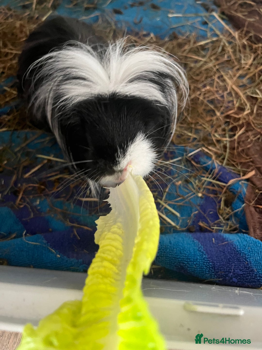 Guinea Pig rodents for sale: 2 male guinea pigs🙂 - Image 1