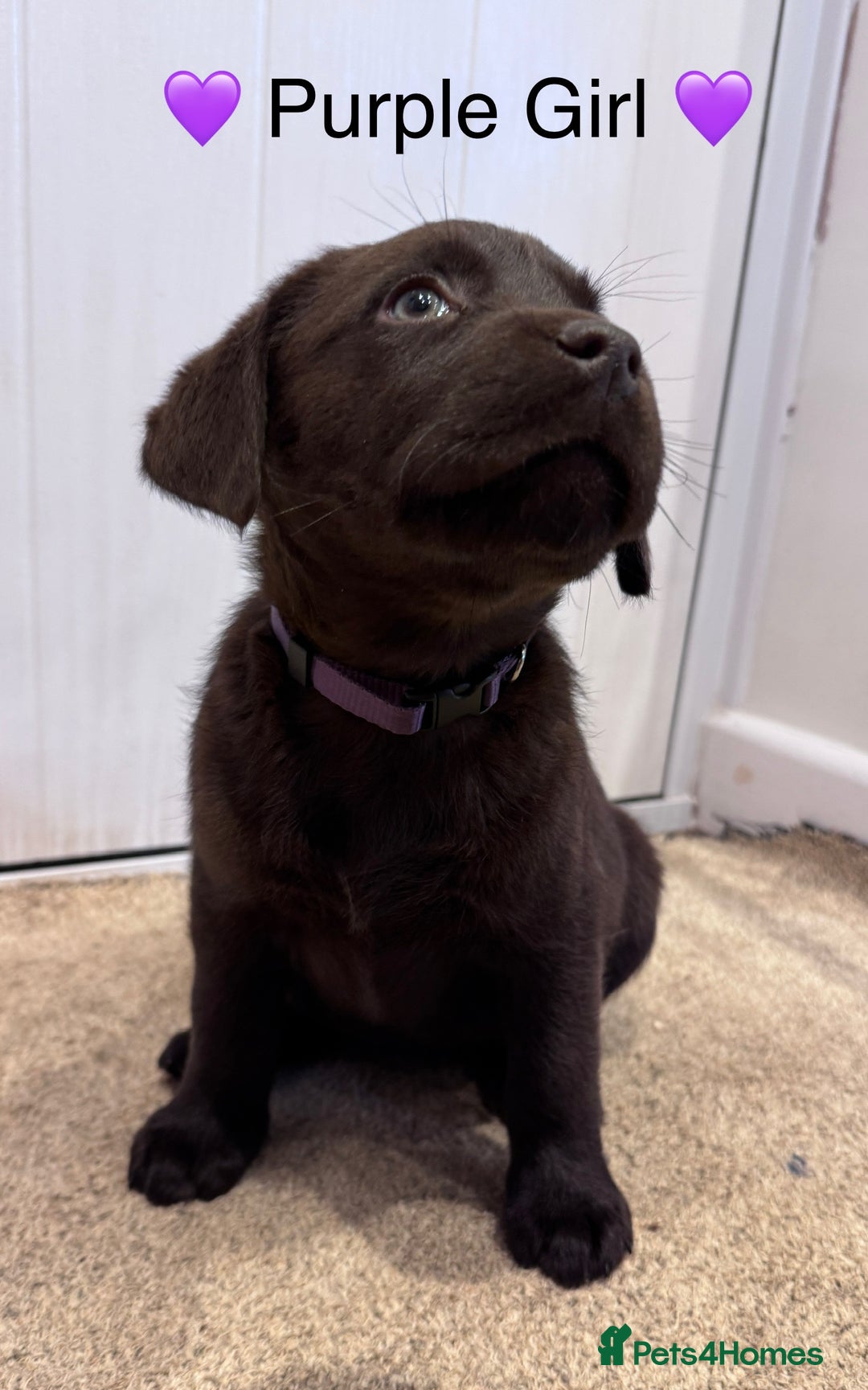 Labrador Retriever dogs for sale: Outstanding Quailty Chocolate Labrador Puppies - Advert 5