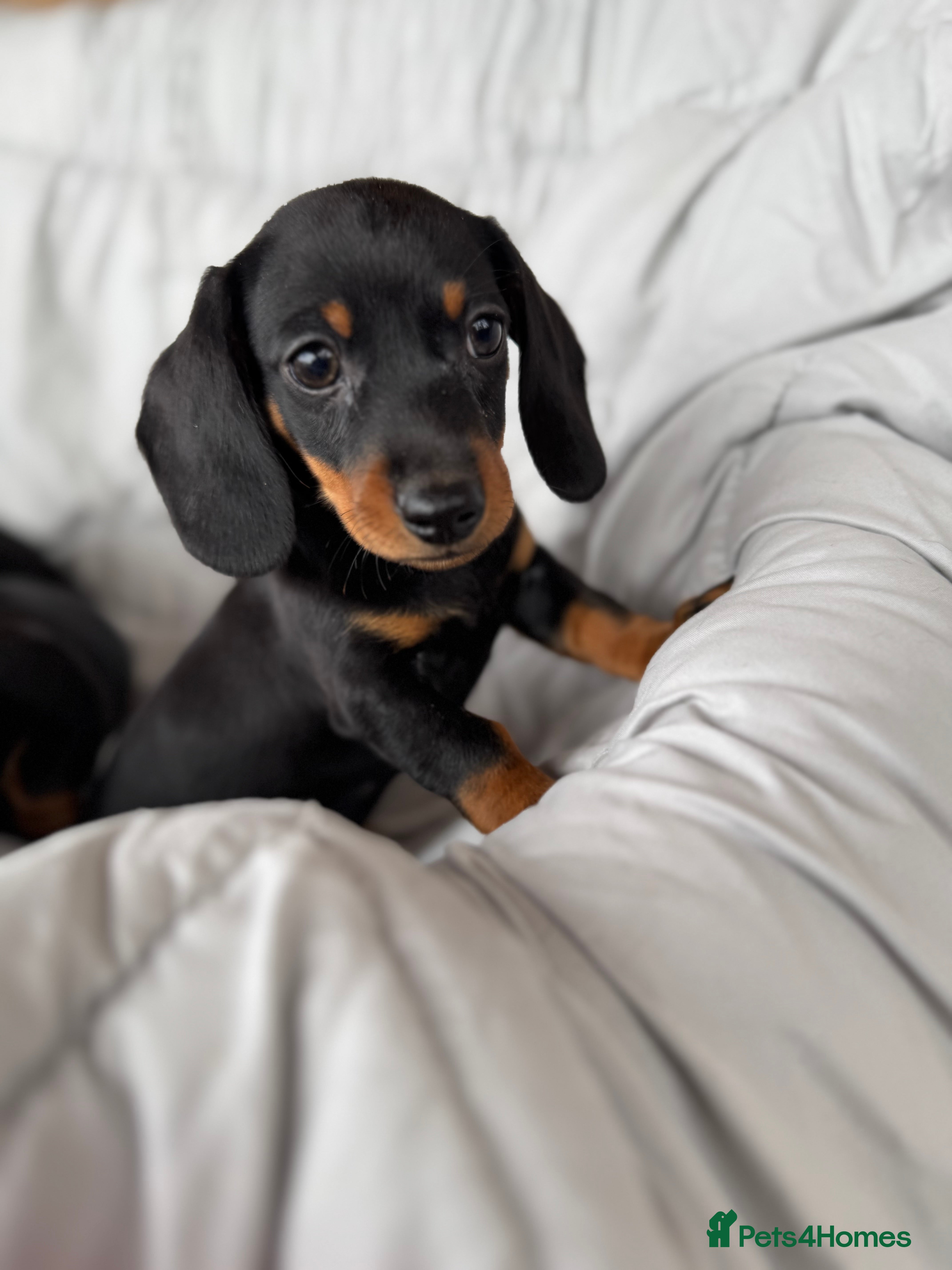 Dachshund dogs MINIATURE DACHSHUND PUPPIES  - Advert 2