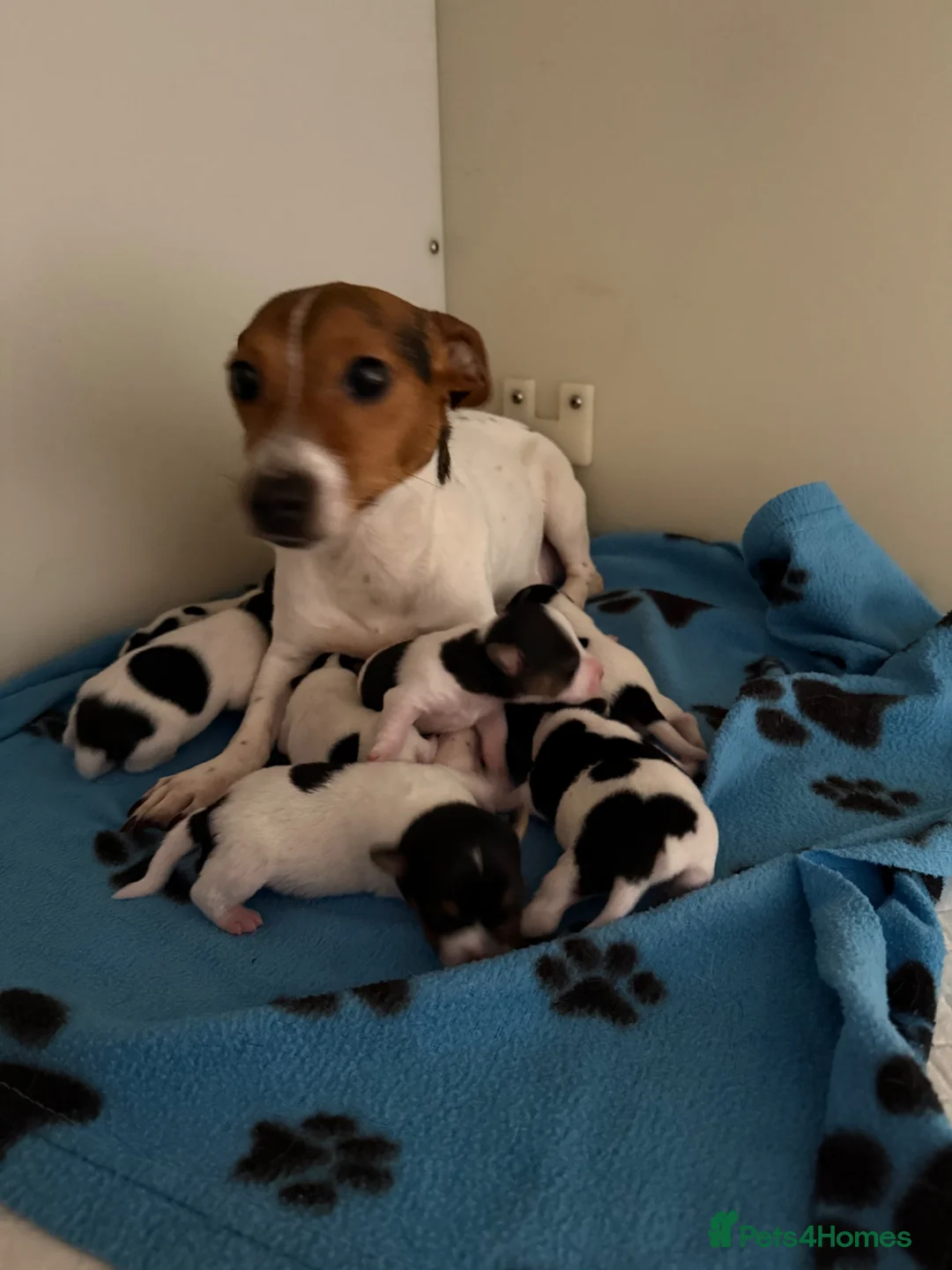 Jack Russell dogs for sale: Traditional Jack Russell Puppies  - Advert 5