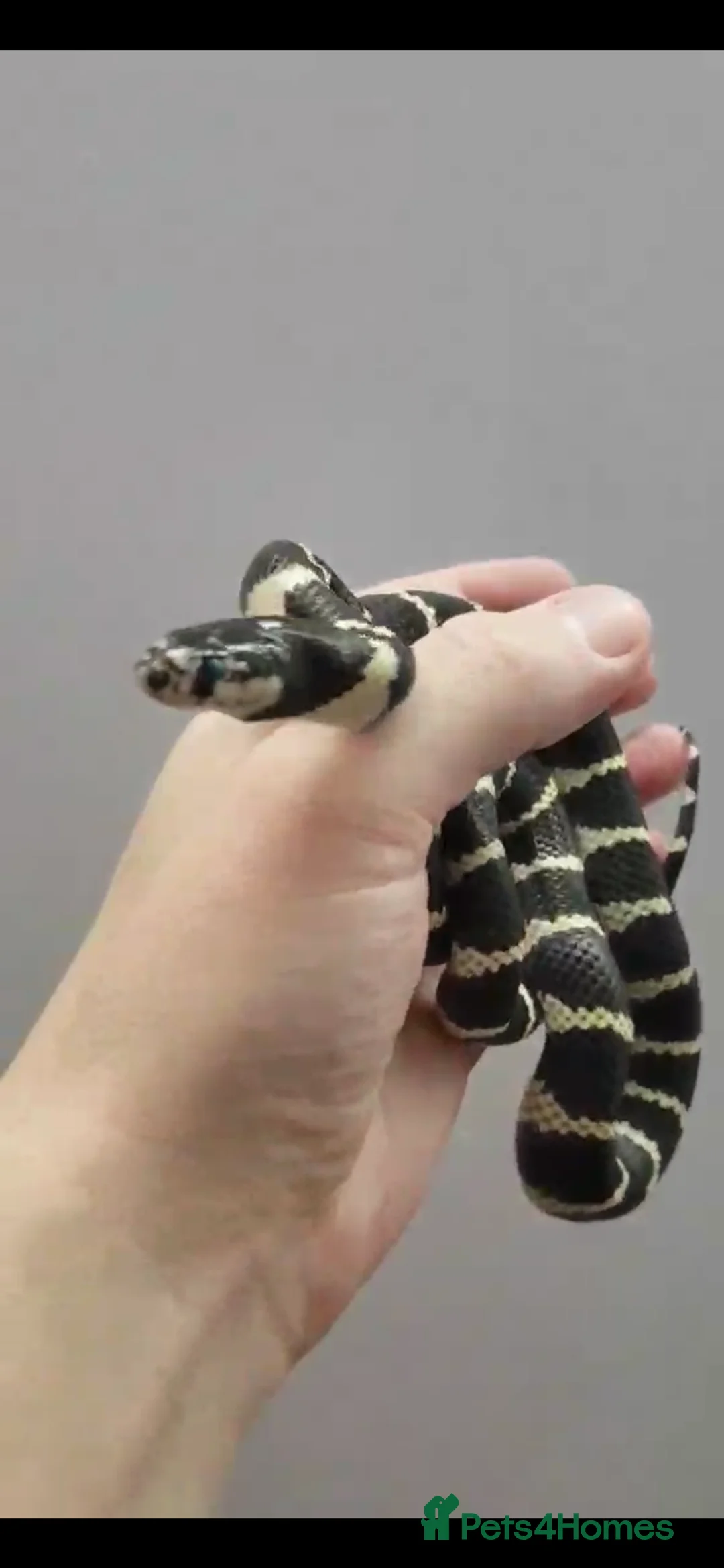 Mixed Breed reptiles for sale: Multiple reptiles for rehome - Advert 2