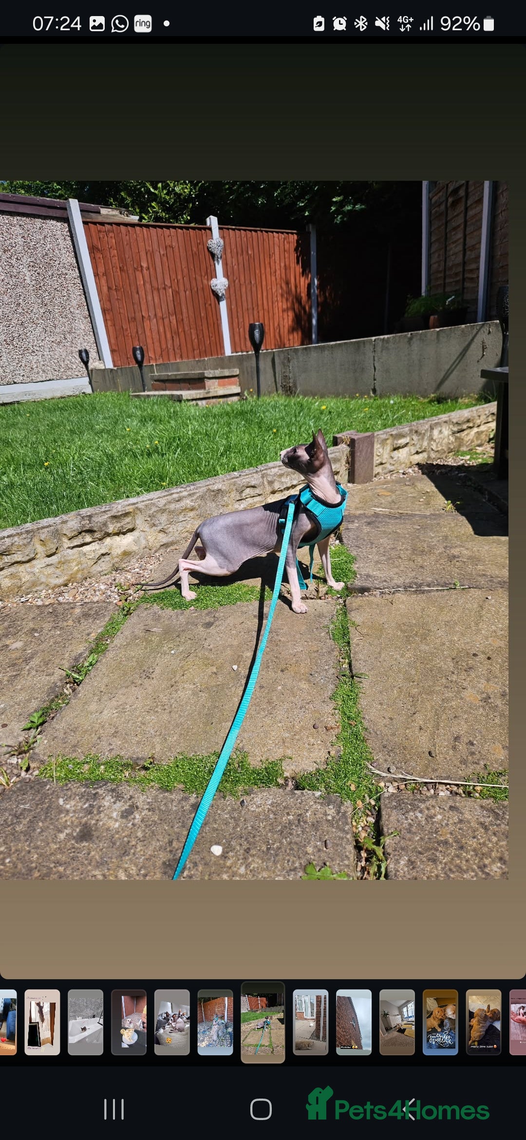Sphynx cats for sale: Female Don sphynx cat for sale  - Image 4