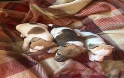 Jack Russell dogs for sale: 4 Jack Russell Puppies - Advert 4