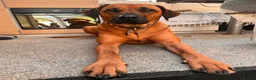 Rhodesian Ridgeback dogs for sale: Wait List Open - Safely Arrived 14th June - Advert 20