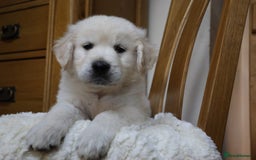 Golden Retriever dogs for sale: Out of DNA tested, kind & Champion bloodlines - Image 5