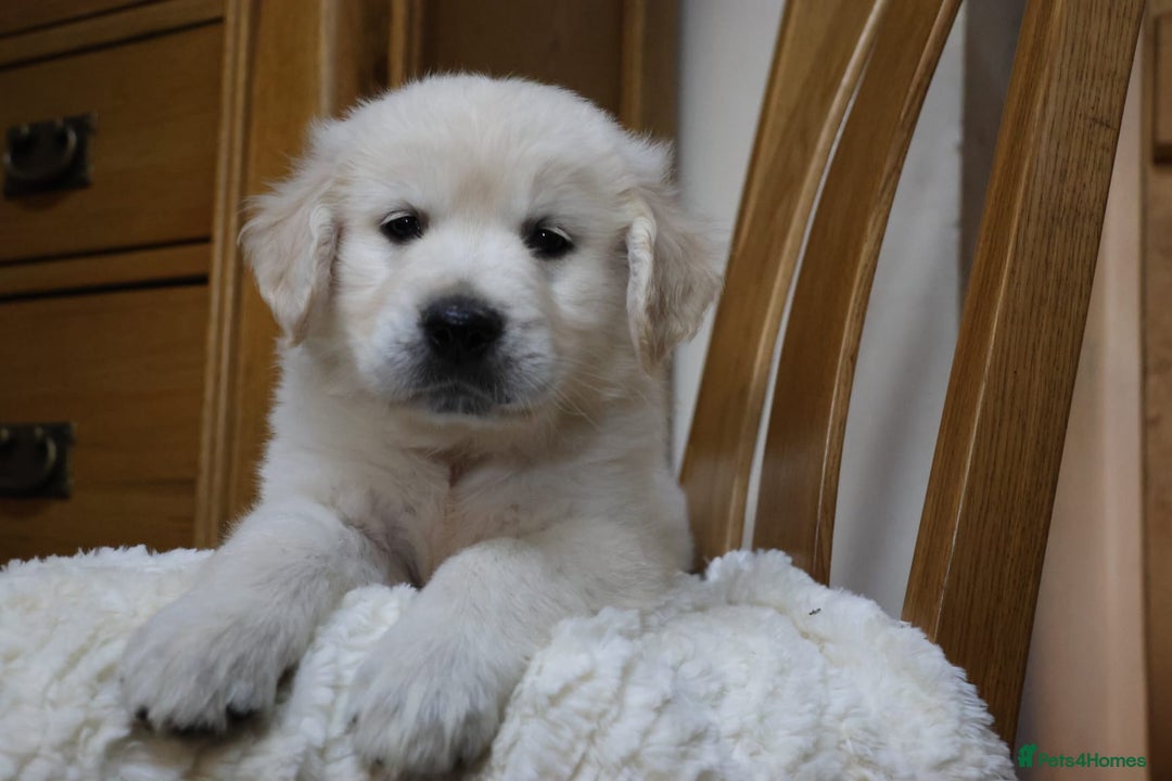 Golden Retriever dogs for sale: Out of DNA tested, kind & Champion bloodlines - Image 5