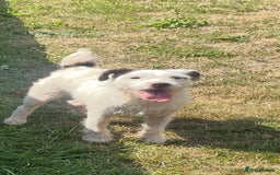 Jack Russell dogs for sale: Jack Russell Bitch  - Image 1