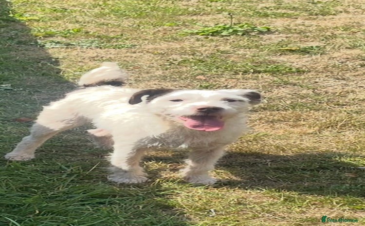 Jack Russell dogs - Advert 16