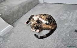 Domestic Shorthair cats for sale: Majestic Cat looking for a loving home - Image 13