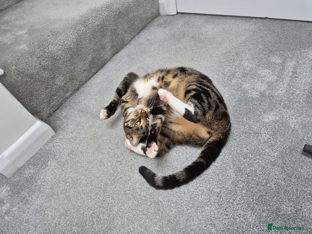 Domestic Shorthair cats for sale: Majestic Cat looking for a loving home - Image 13