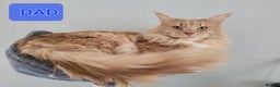 Maine Coon cats for sale: Xl Mainecoon red,silver girl  - Advert 7