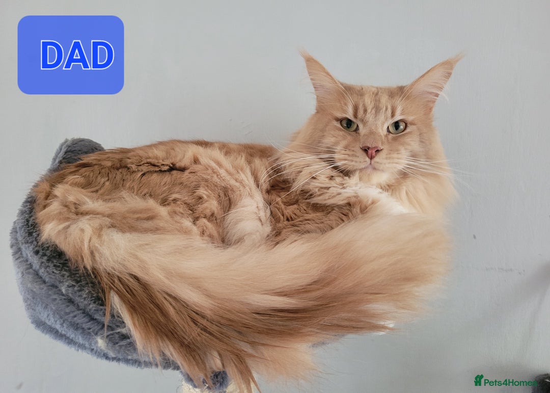 Maine Coon cats for sale: Xl Mainecoon red,silver girl  - Advert 7