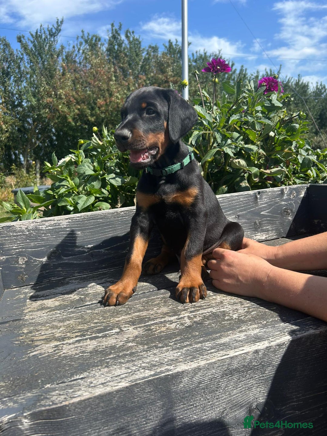 Dobermann dogs for sale: Proper Chunky Euro doberman pups 💕 - Image 15