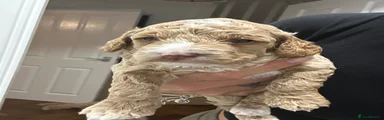 Cockapoo 4