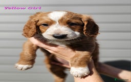 Mixed Breed dogs for sale: F2 Cockapoo's  - Image 5