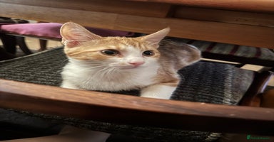 Domestic Shorthair cats - Advert 4
