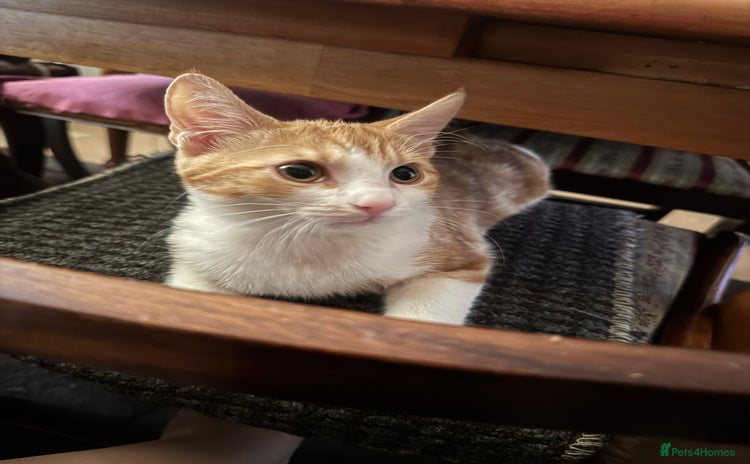 Domestic Shorthair cats - Advert 4