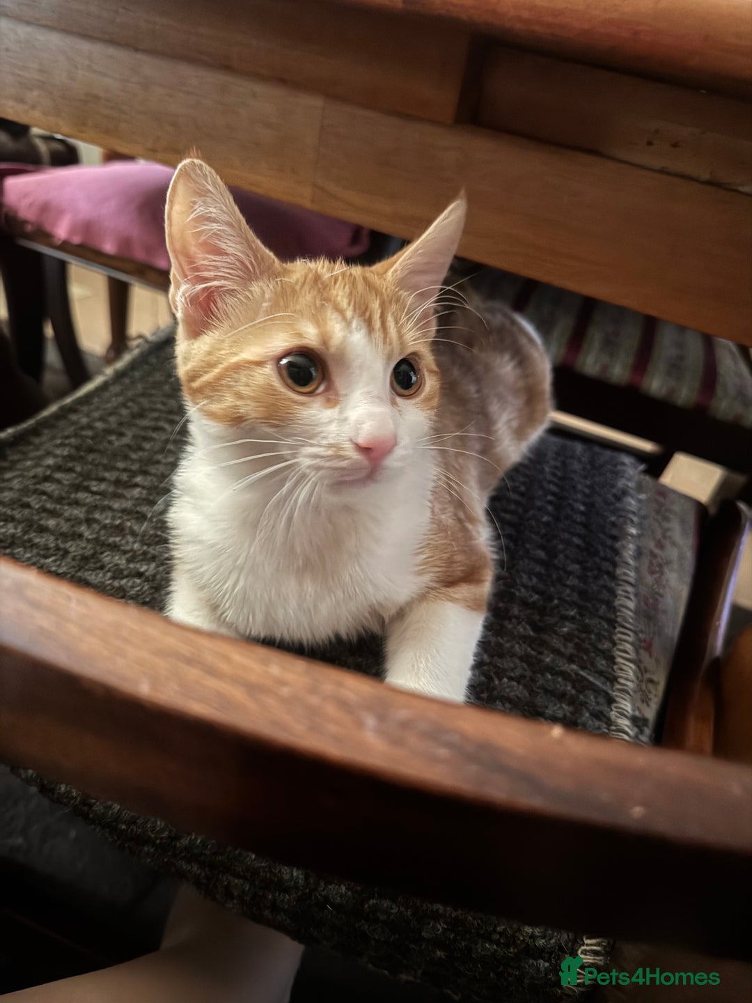 Domestic Shorthair cats for sale: Unique & Beautiful Tabby kitten - Image 1