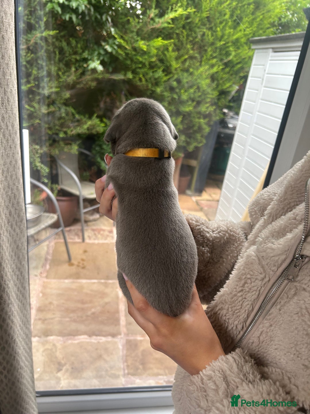 Great Dane dogs for sale: Champion Great Dane puppies for sale - Image 6