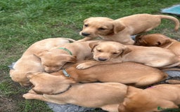 Labrador Retriever dogs for sale: KC Labrador pups - READY NOW!! in Morpeth - Image 15