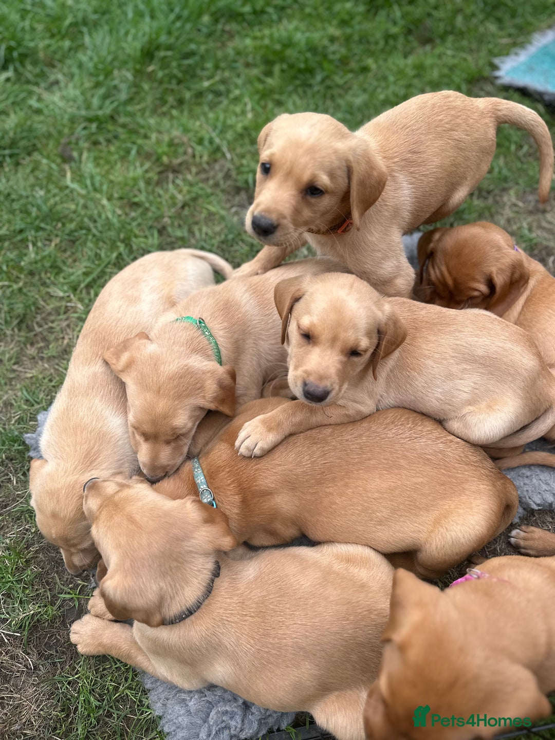 Labrador Retriever dogs for sale: KC Labrador pups - READY NOW!! in Morpeth - Image 15