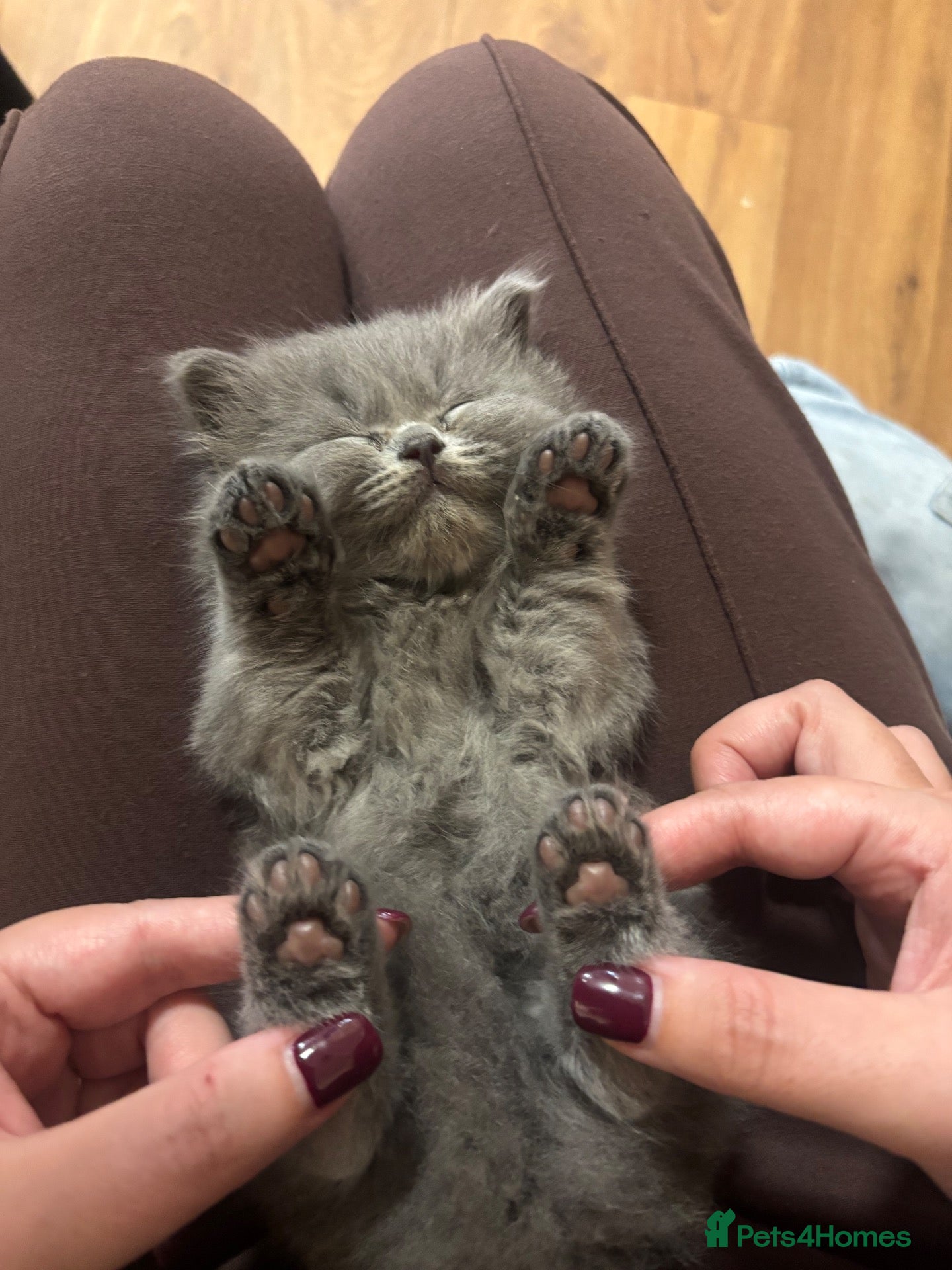 British Shorthair cats British blue shorthair & longhairs kittens  - Advert 1