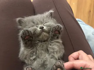 British Shorthair cats British blue shorthair & longhairs kittens - Advert 1