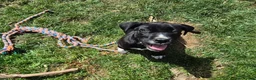 Mixed Breed dogs for sale: Cane corso x American bulldog  - Advert 1