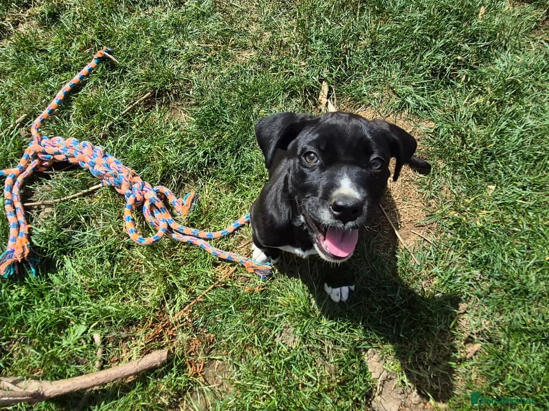 Mixed Breed dogs for sale: Cane corso x American bulldog  - Advert 1