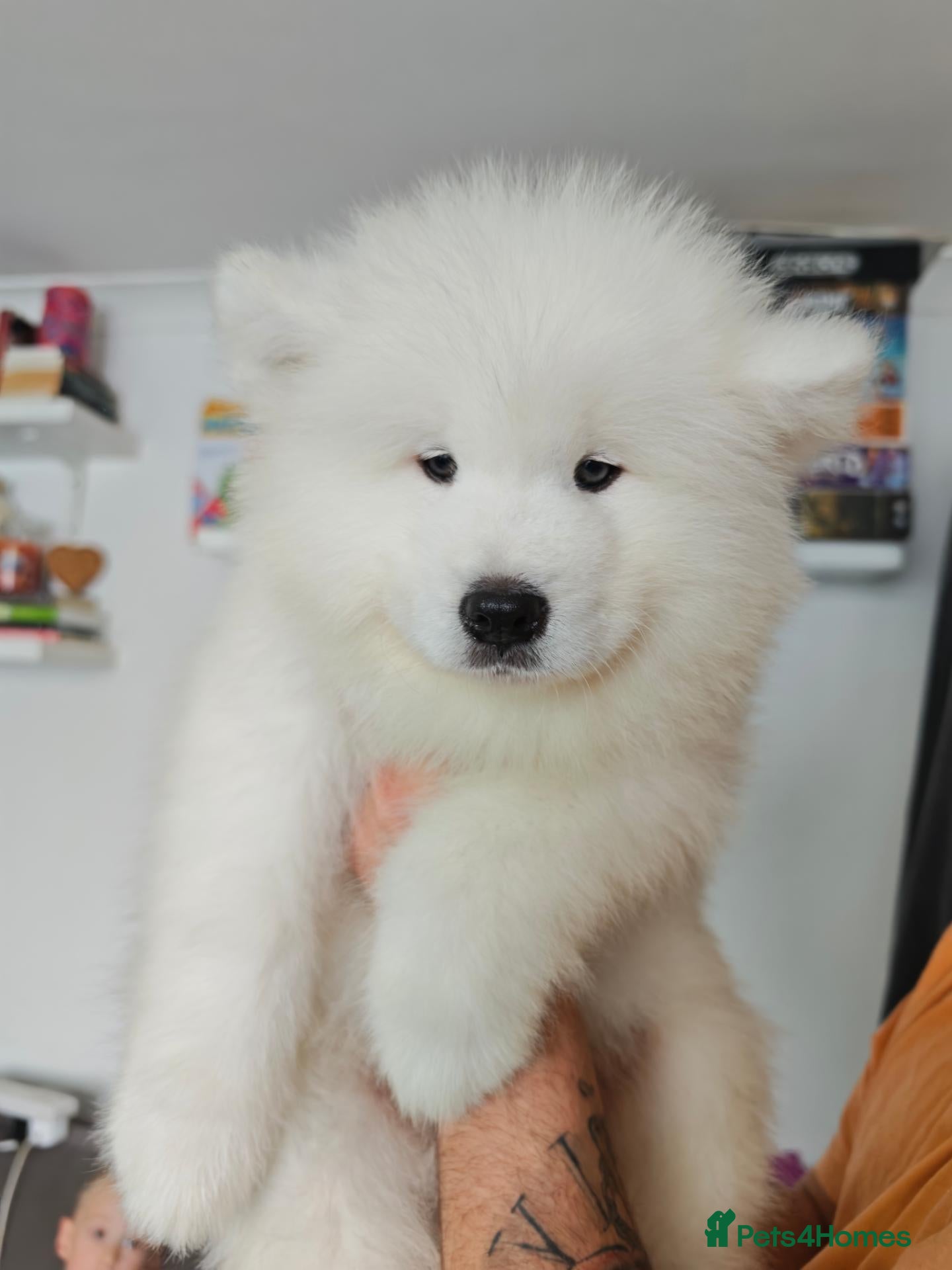 Samoyed dogs Kc reg. Pups ready to go :) - Advert 1