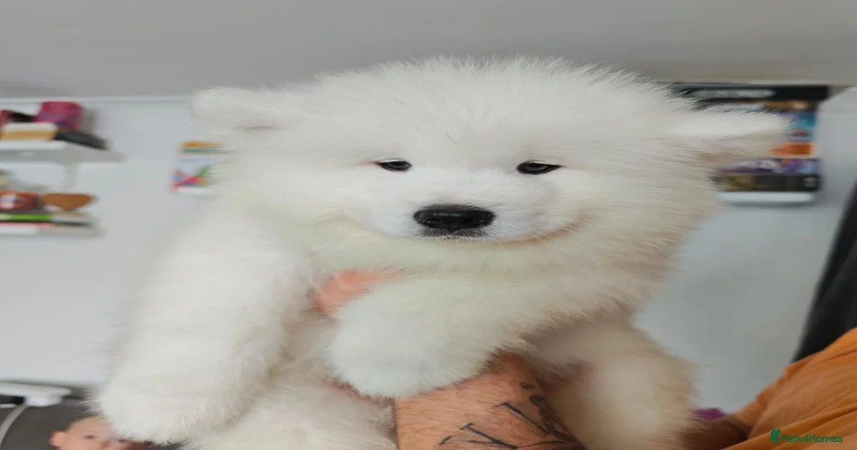 Samoyed Puppies for sale | Pets4Homes
