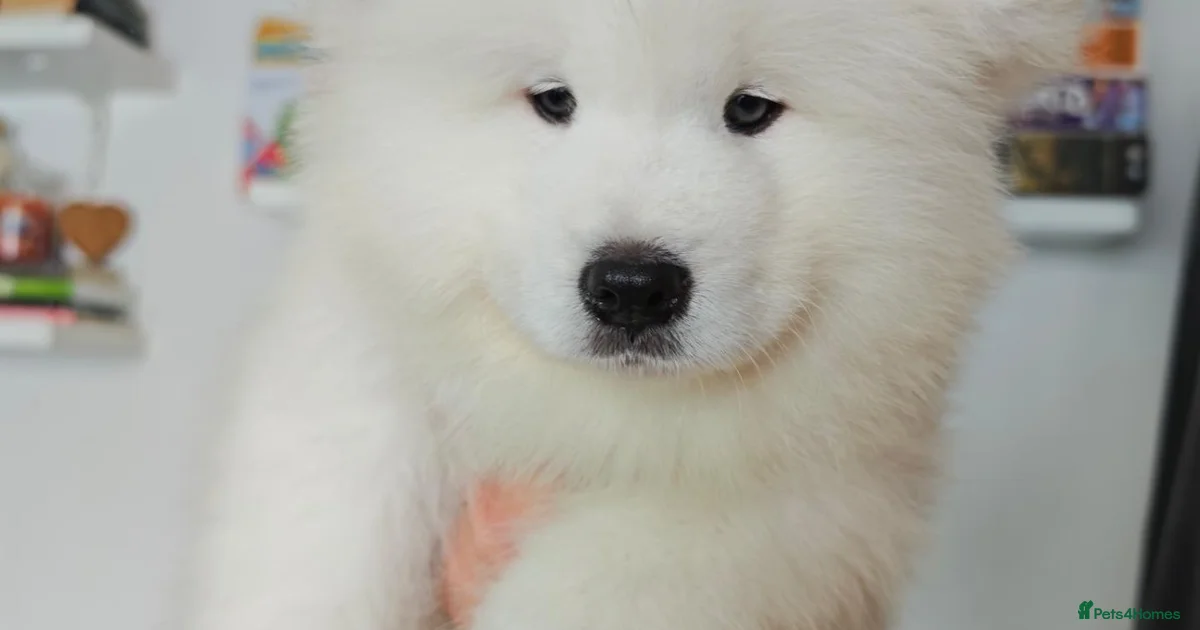 Samoyed Types Samoyed Puppies for sale in Kingston upon Thames, Greater London ...