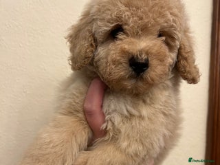 Toy Poodle dogs Toy poodle puppy. Last one. Aberdeenshire - Advert 14