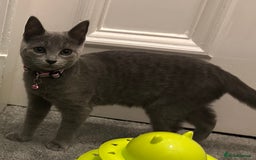 Russian Blue cats for sale: Russian Blue Kittens - Image 13