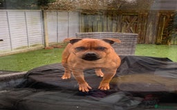 Staffordshire Bull Terrier dogs for sale: 3 year old female red staffie  - Image 2