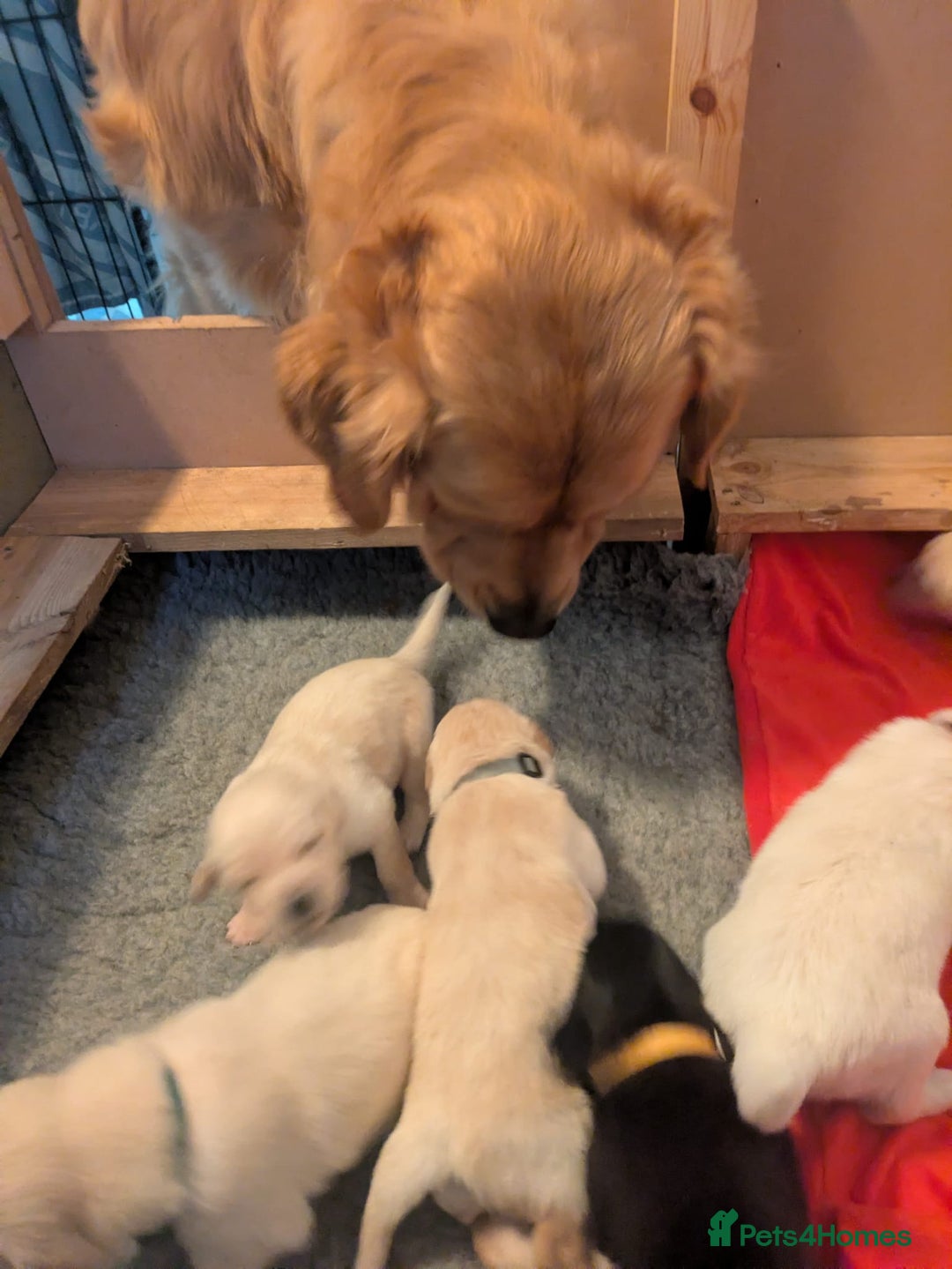 Mixed Breed dogs for sale: Golden Shepherd puppies  - Image 25