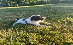 English Springer Spaniel dogs for sale: Springer spaniel pups  in Rugby - Image 1