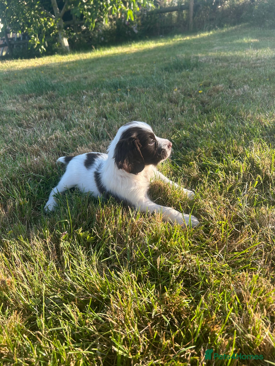 English Springer Spaniel dogs for sale: Springer spaniel pups  in Rugby - Image 1