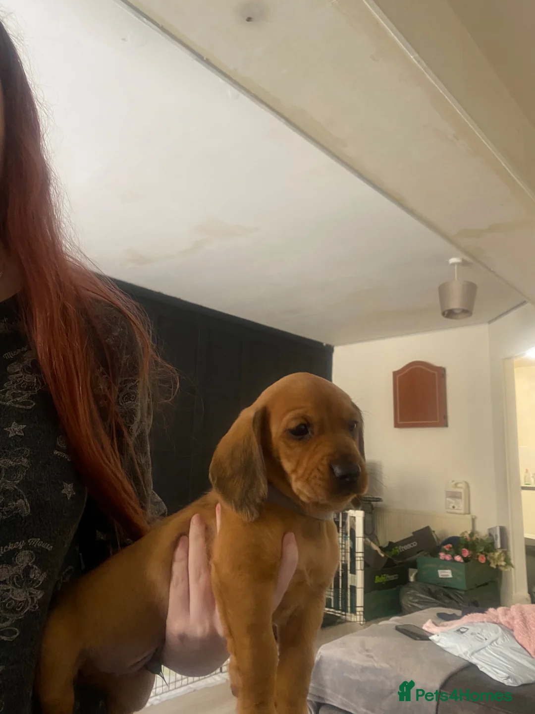 Mixed Breed dogs for sale: Doxiepoo puppies  - Advert 2