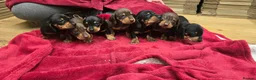 Miniature Dachshund dogs for sale: Beautiful KC Miniature Dachshund Puppies 🐾 - Advert 19