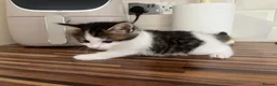 Mixed Breed cats for sale:     4 Beautiful Kittens Ready for Forever Homes ❤️ - Advert 15
