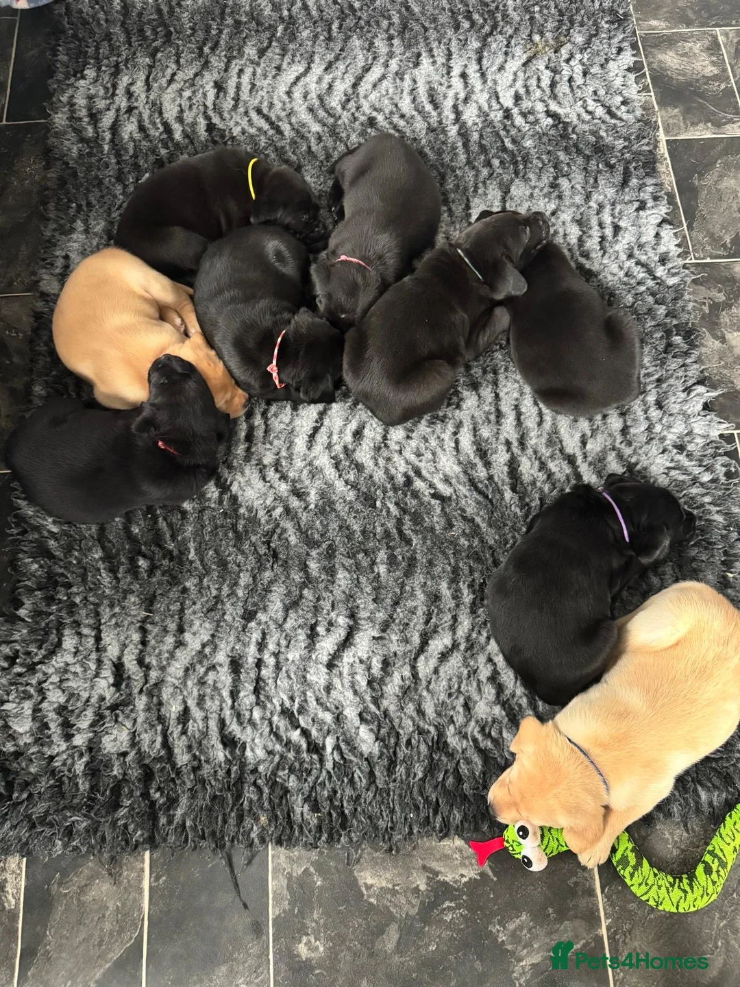 Labrador Retriever dogs for stud: KC REGISTERED LABRADOR STUD  - Advert 4