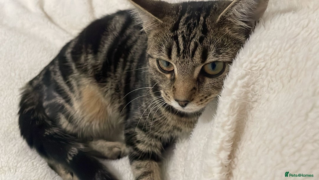 Maine Coon cats for sale: Maine coon mix  - Advert 16