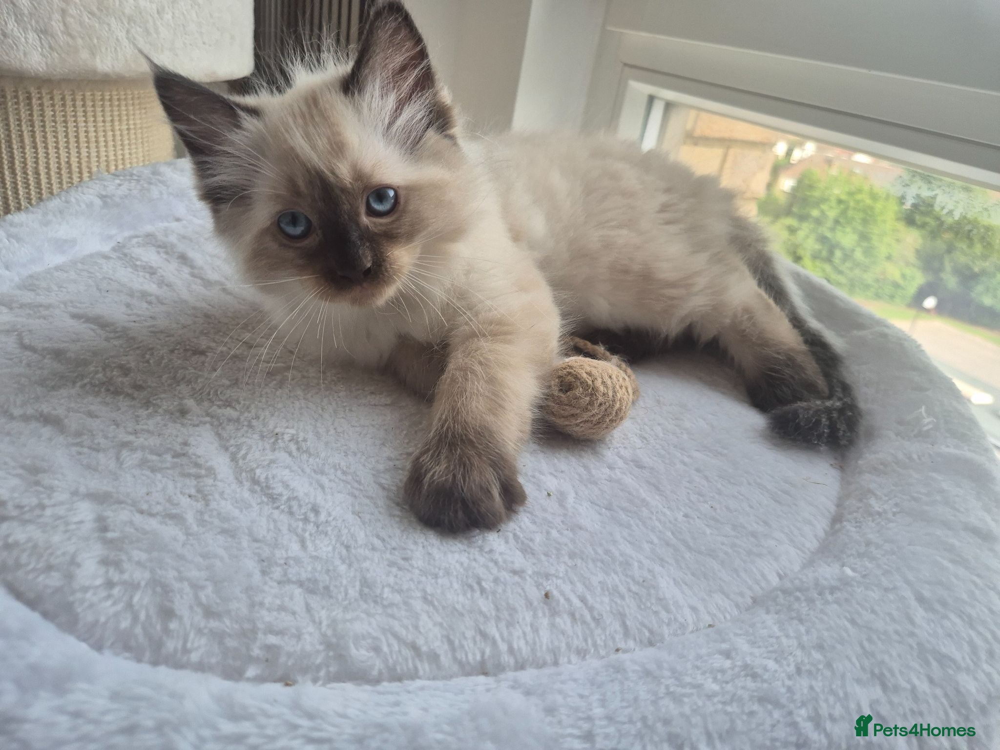 Ragdoll cats Gorgeous ragdolls: gccf and tica registered - Advert 2