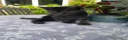 Maine Coon cats for sale: Beautiful Maine Coon X kittens  CUTIES!  - Advert 35