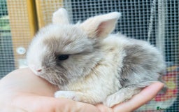 Mini Lop rabbits for sale: PURE bred baby PEDIGREED mini lops  - Image 10