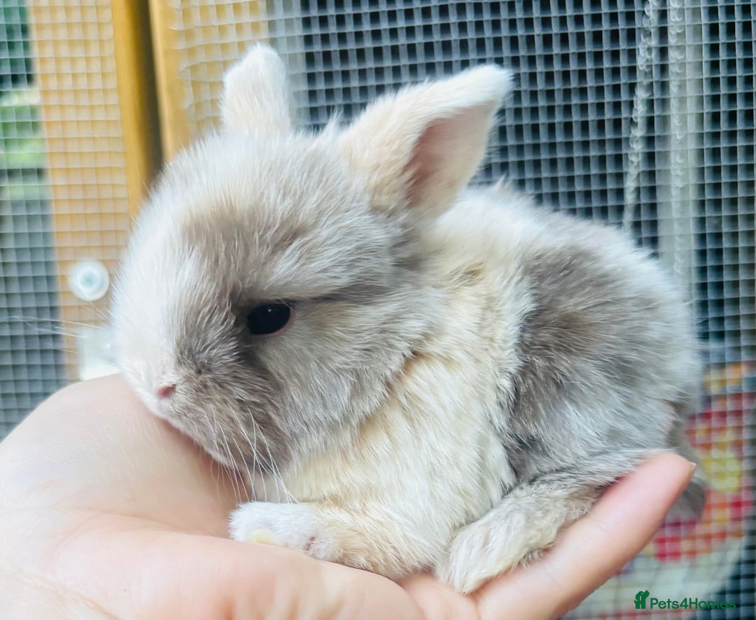 Mini Lop rabbits for sale: PURE bred baby PEDIGREED mini lops  - Image 10